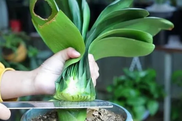 君子兰怎么繁殖,常采取播种、分株等方式