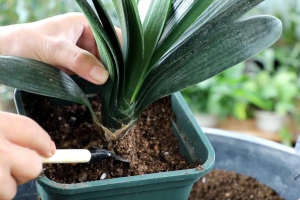 君子兰怎么繁殖,常采取播种、分株等方式