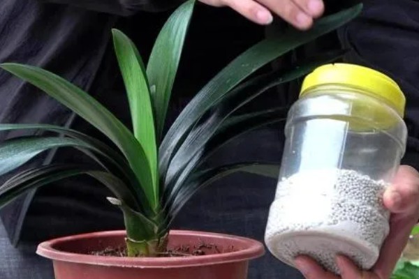 君子兰怎么繁殖,常采取播种、分株等方式