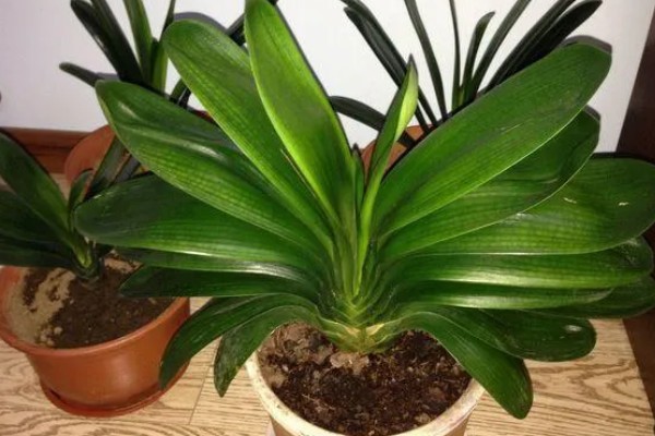 君子兰怎么繁殖,常采取播种、分株等方式