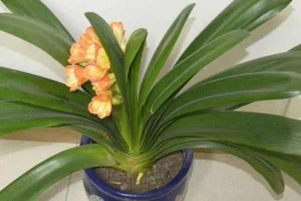 君子兰怎么繁殖,常采取播种、分株等方式