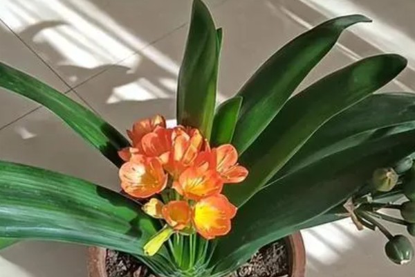 君子兰怎么繁殖,常采取播种、分株等方式