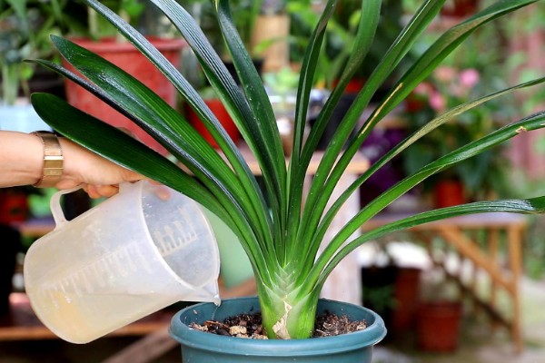 君子兰怎么繁殖,常采取播种、分株等方式