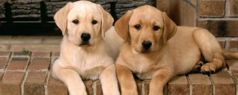 狗狗生完小狗一直喘的原因,可能是产后缺钙引起的