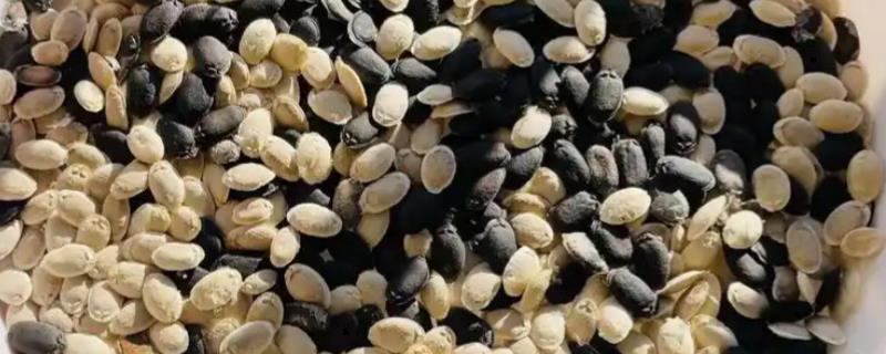 丝瓜种子如何催芽，可用溶液催芽、温水浸泡等