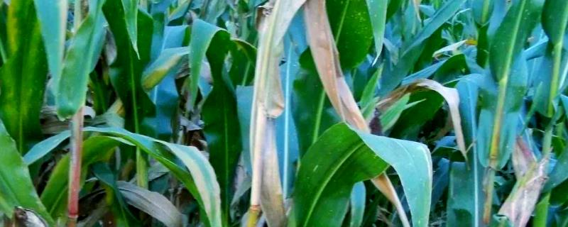 玉米青枯病有什么症状，叶片自下而上突然萎蔫