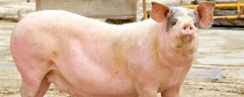 母猪胎盘不下怎么处理，可皮下注射催产素