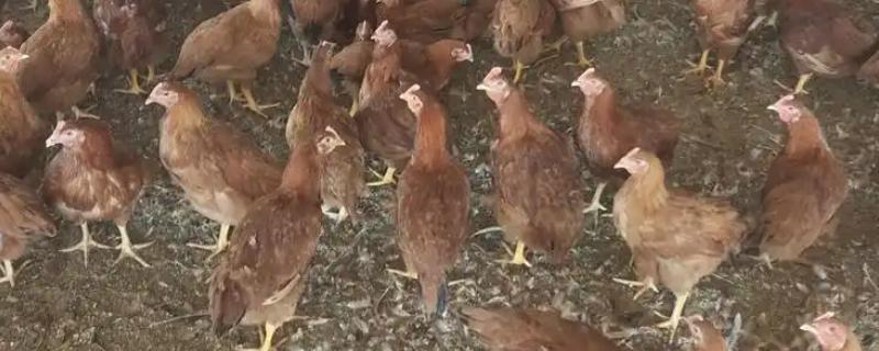 脱温鸡的含义，是指在保温室中生活一段时间、不用继续保温的雏鸡