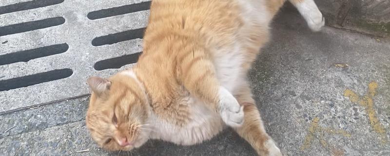 过度肥胖的猫怎么减肥，调整好猫咪的饮食结构