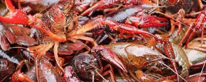 怎么在稻田中养殖小龙虾，早期让它们以动物性饲料为主食