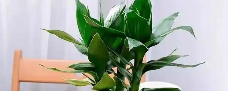 富贵竹皱了能不能恢复，视情况采取对应措施便可恢复生长