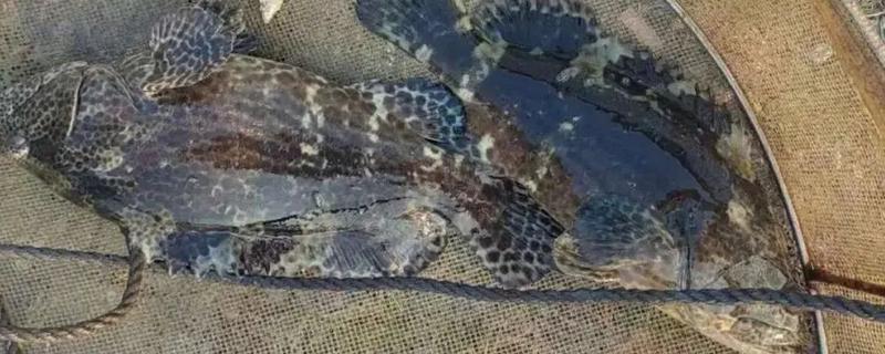 石斑鱼常见病的防治方法，发生白点病需隔离病鱼并让它药浴