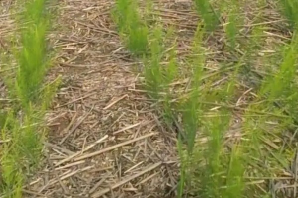 芦笋苗的移栽注意事项，起苗时尽量少伤根系