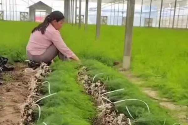 芦笋苗的移栽注意事项，起苗时尽量少伤根系