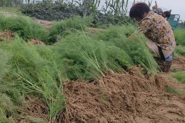 芦笋苗的移栽注意事项，起苗时尽量少伤根系