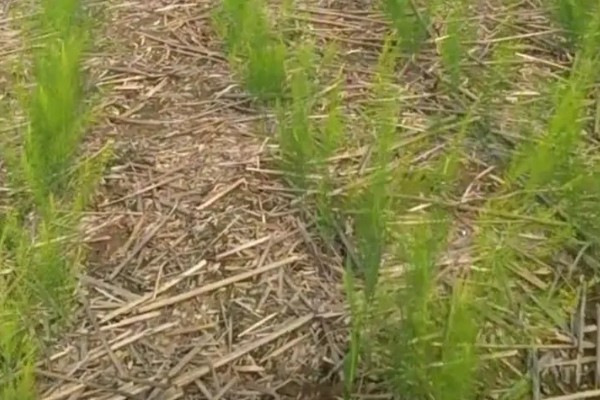 芦笋苗的移栽注意事项，起苗时尽量少伤根系