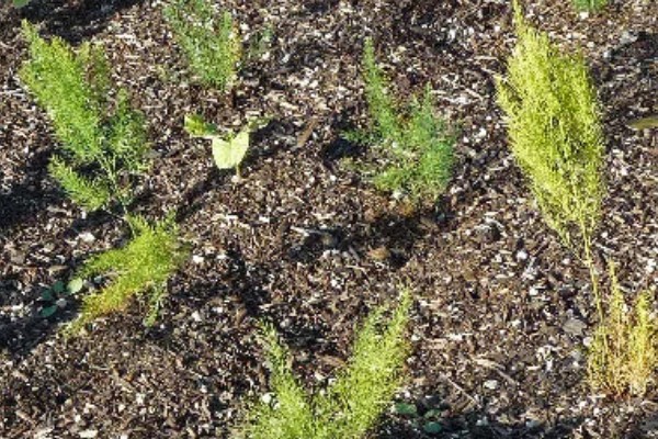 芦笋苗的移栽注意事项，起苗时尽量少伤根系