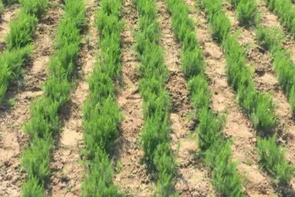 芦笋苗的移栽注意事项，起苗时尽量少伤根系