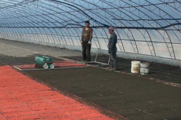 芦笋苗的移栽注意事项，起苗时尽量少伤根系