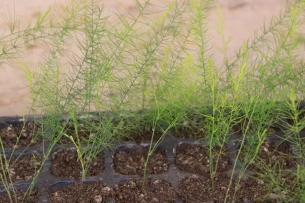 芦笋苗的移栽注意事项，起苗时尽量少伤根系