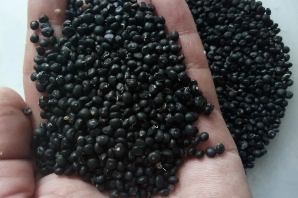 芦笋苗的移栽注意事项，起苗时尽量少伤根系