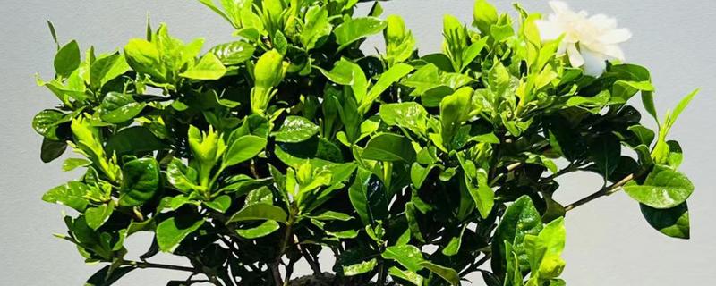 栀子花的花语,花语为喜悦、坚强、永恒的爱与约定