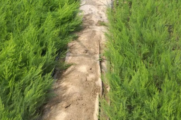 芦笋苗的移栽注意事项，起苗时尽量少伤根系