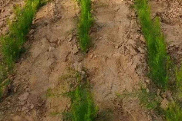 芦笋苗的移栽注意事项，起苗时尽量少伤根系