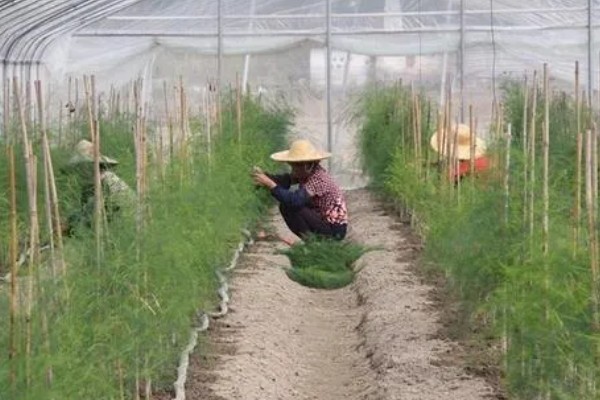 芦笋苗的移栽注意事项，起苗时尽量少伤根系