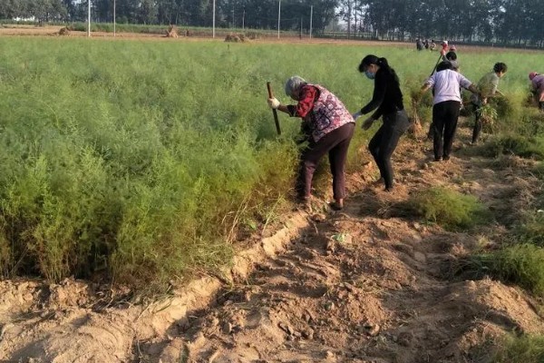 芦笋苗的移栽注意事项，起苗时尽量少伤根系