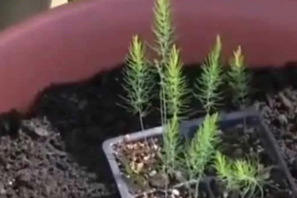 芦笋苗的移栽注意事项，起苗时尽量少伤根系