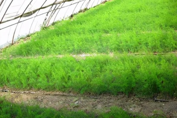 芦笋苗的移栽注意事项，起苗时尽量少伤根系