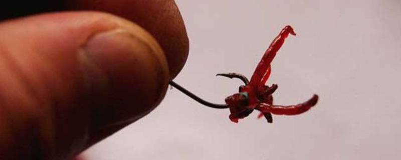 红虫钓鱼适用季节，冬季、早春最适合使用