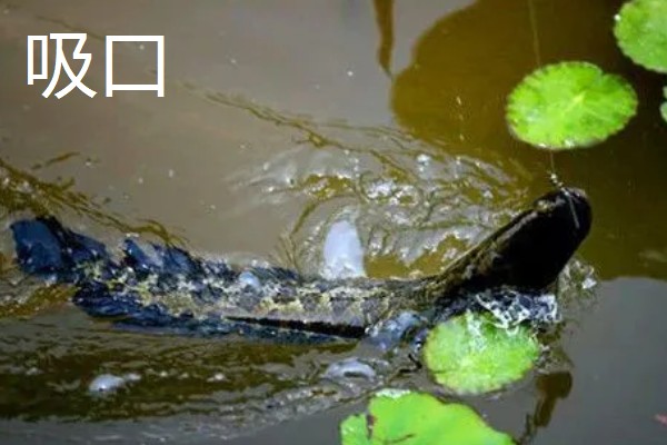 路亚黑鱼吸口与爆口有什么区别，前者声音较小、后者动静较大