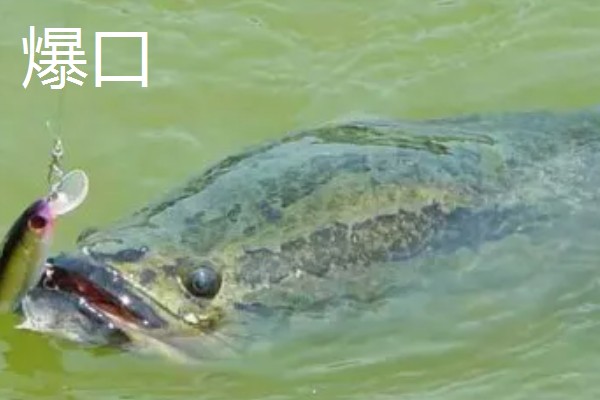路亚黑鱼吸口与爆口有什么区别，前者声音较小、后者动静较大