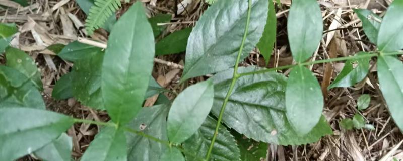 两面针简介，是木质藤本植物
