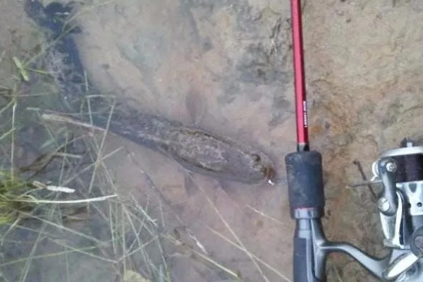 路亚黑鱼吸口与爆口有什么区别，前者声音较小、后者动静较大