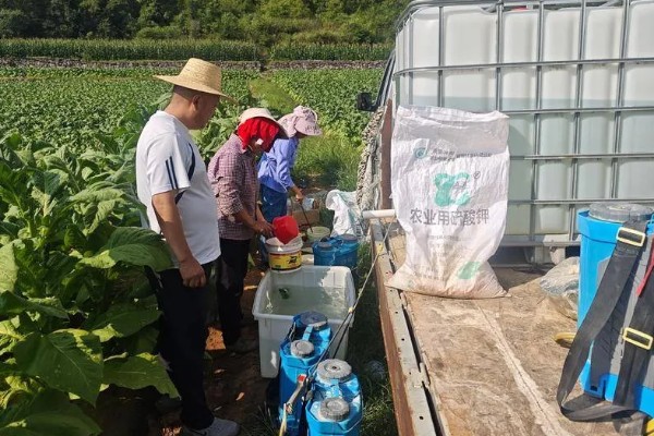 怎么使用敌草胺，种植烟草可兑水喷施苗床