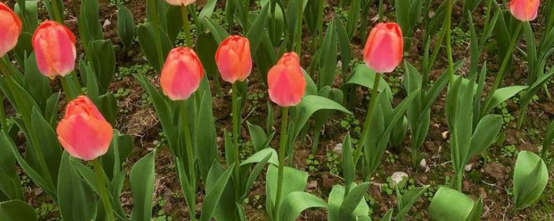 郁金香的别称，具有洋荷花、草麝香等叫法