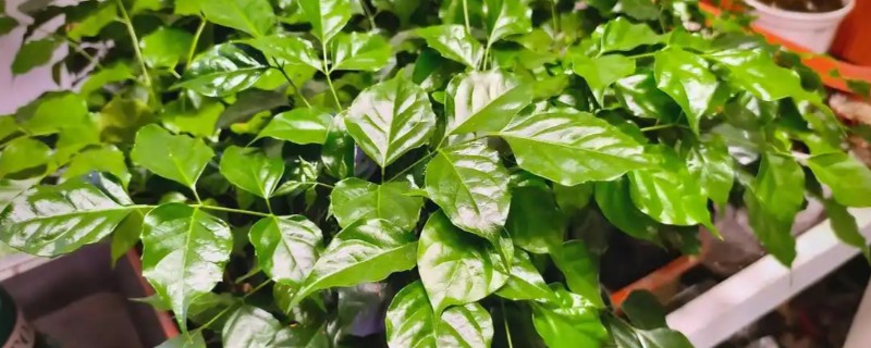 幸福树怎么栽培，剩下要适当给予搭棚遮荫