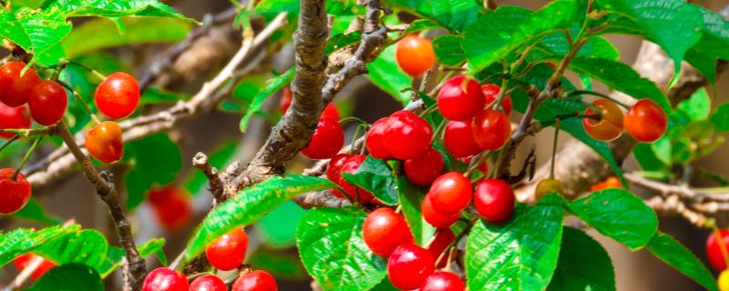 樱桃品种介绍，属于落叶乔木或灌木