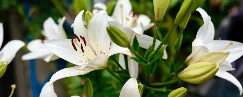 百合的开花时间,是5-6月份