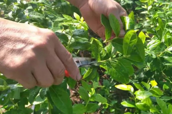 优瑞卡蓝莓有什么特点，果实较大硬度中等