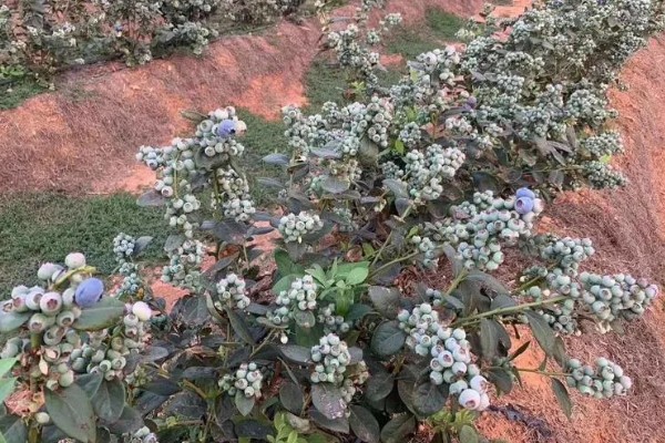 优瑞卡蓝莓有什么特点，果实较大硬度中等