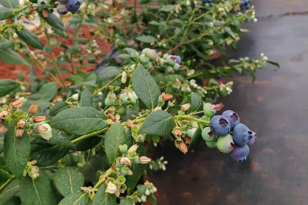 优瑞卡蓝莓有什么特点，果实较大硬度中等