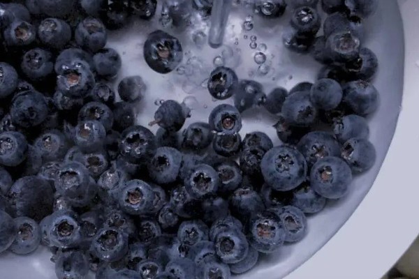 优瑞卡蓝莓有什么特点，果实较大硬度中等