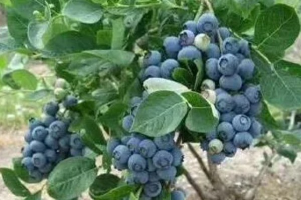 优瑞卡蓝莓有什么特点，果实较大硬度中等