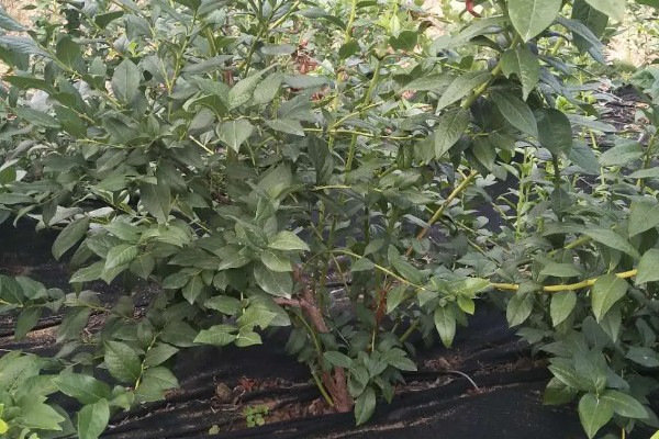 优瑞卡蓝莓有什么特点，果实较大硬度中等