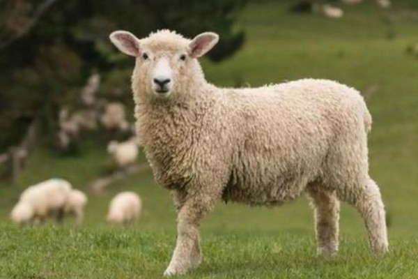 羊不反刍如何处理，食道梗塞可在饲料中添加安胃太保