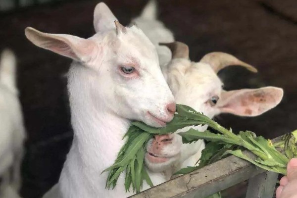 羊不反刍如何处理，食道梗塞可在饲料中添加安胃太保